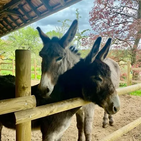 Le Manoir Des Sens - Foret De Bed & Breakfast
