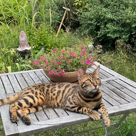 Le Manoir Des Sens - Foret De Bergheim