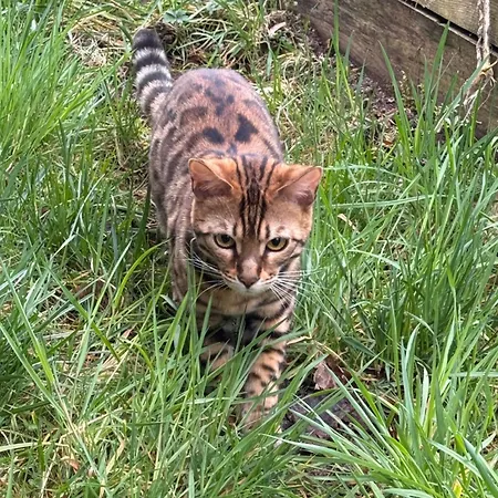 Le Manoir Des Sens - Foret De Bed & Breakfast