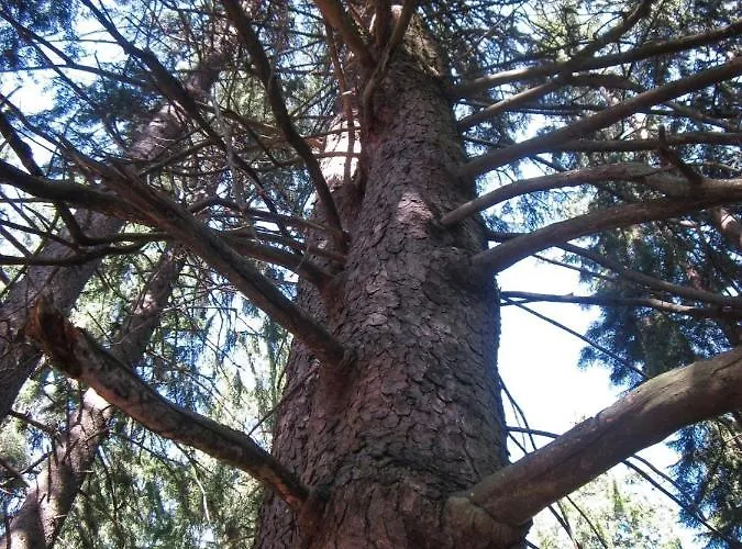 Le Manoir Des Sens - Foret De B&B